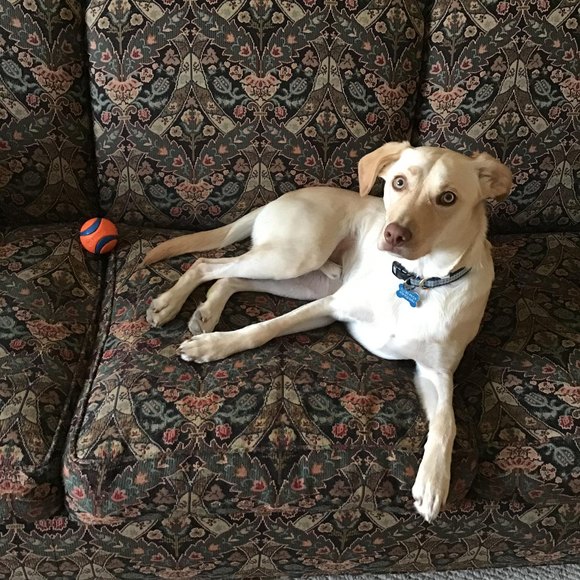 Meet your Posher, Kevin - Picture 1 of 1